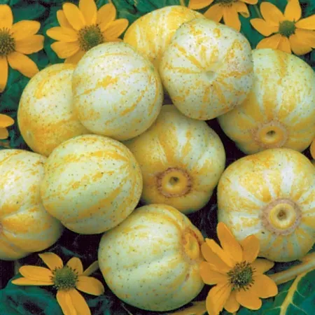 The Natural World komkommer Lemon Apple zaden geel