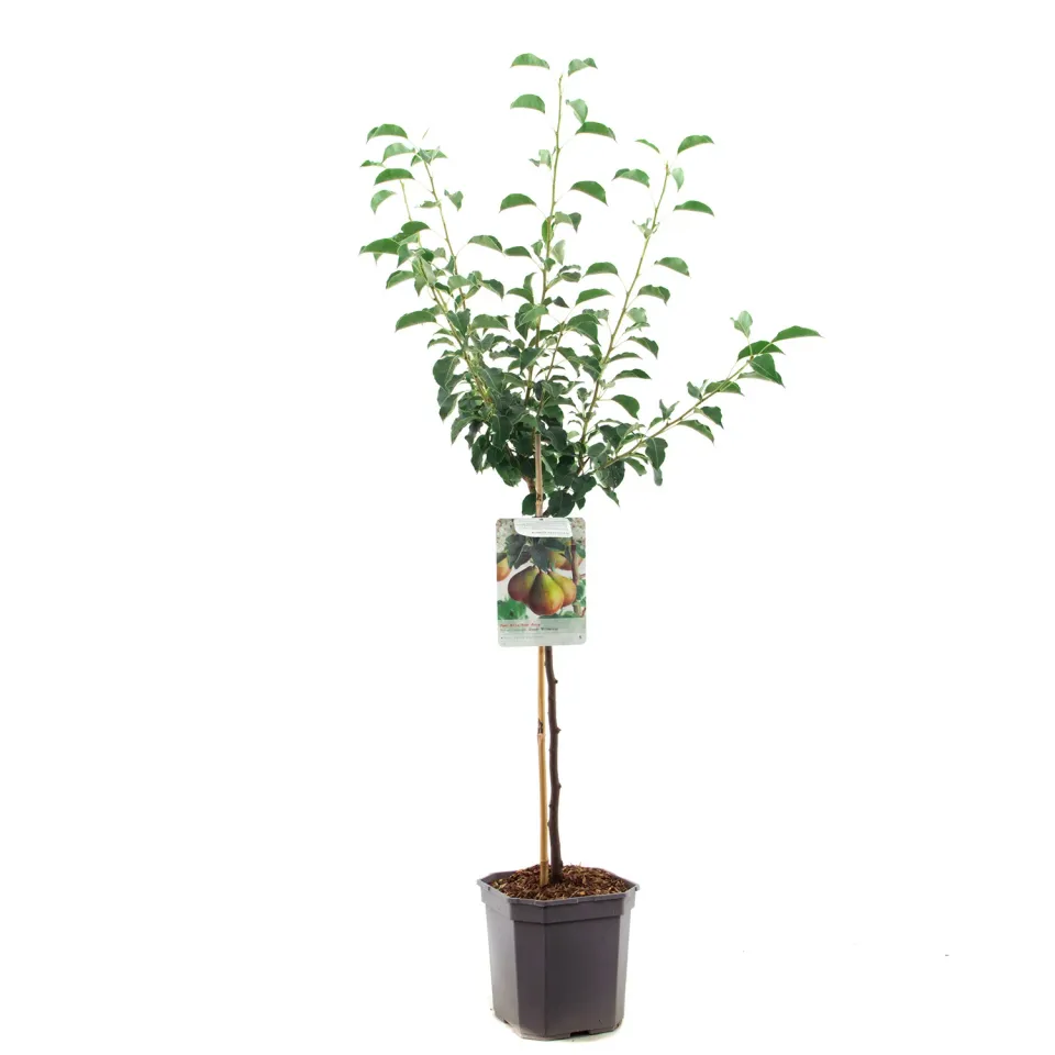 Pyrus Gieser Wildeman stoofperenboom