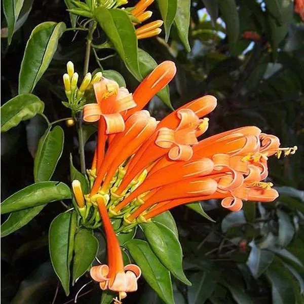 The Natural World Pyrostegia venusta klimplant oranje