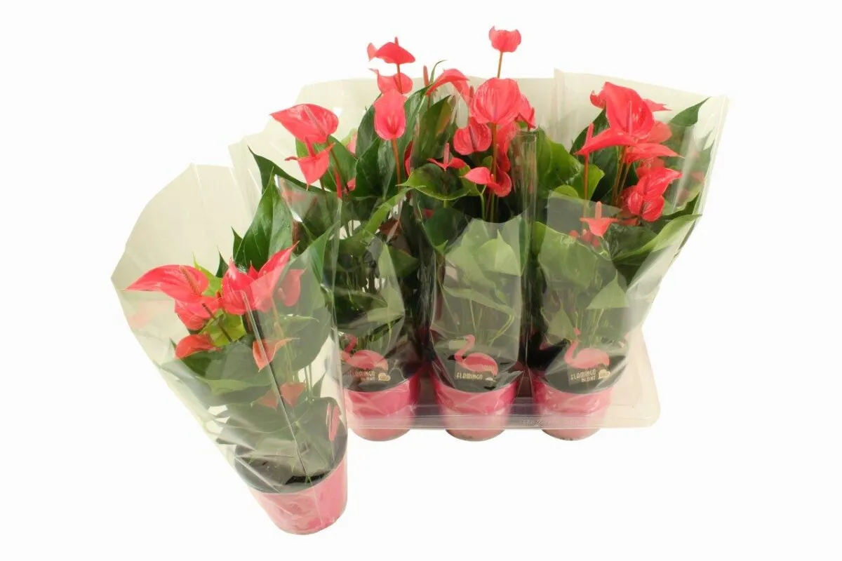 XL-Bloom YoungPlants XL.60 Lindey Pink jonge plant roze