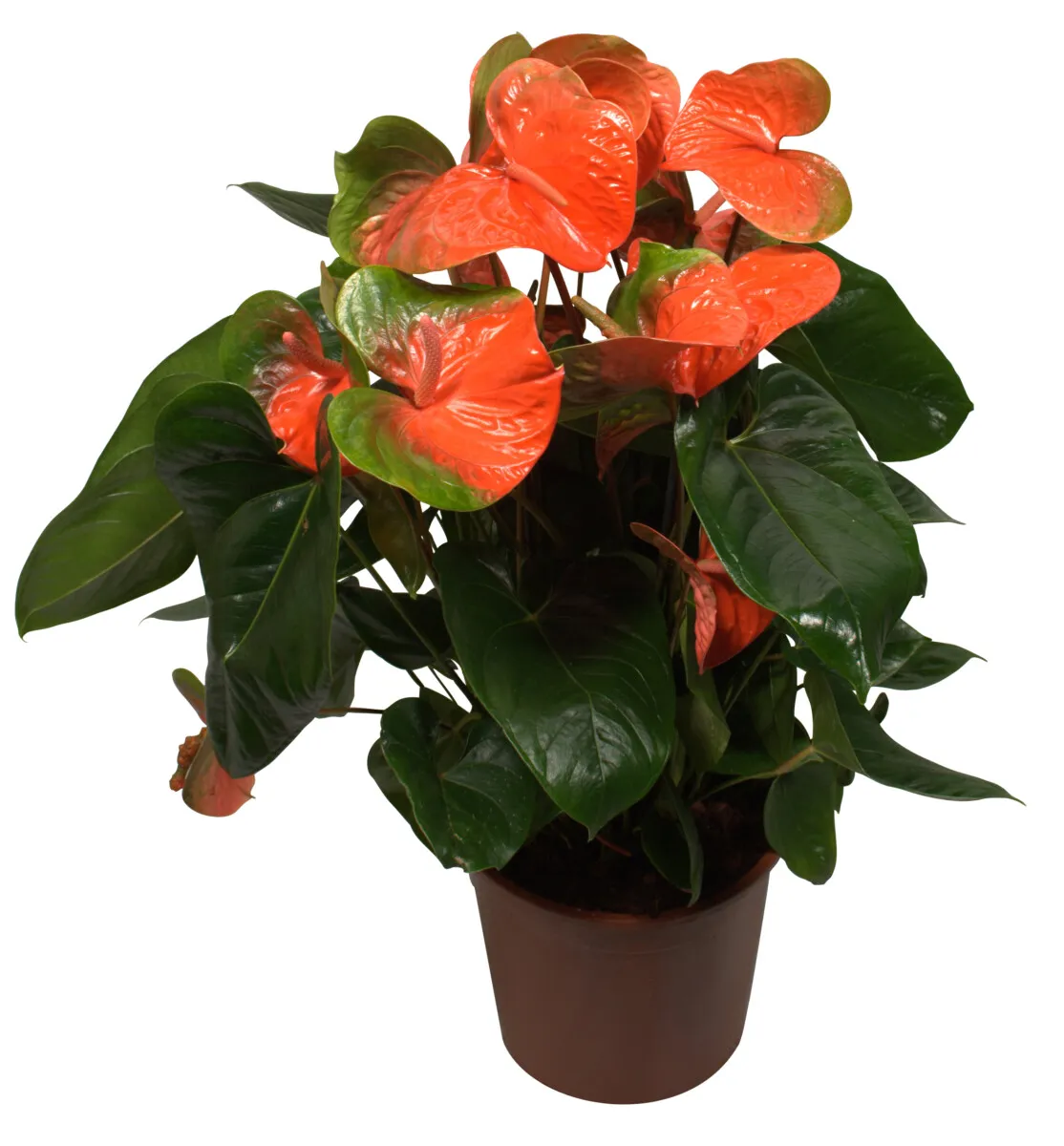 XL-Bloom YoungPlants XL.76 Flamingo Orange kamerplant oranje