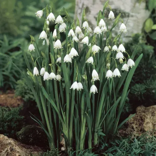 The Natural World Leucojum aestivum zomerklokje P9 vochtig