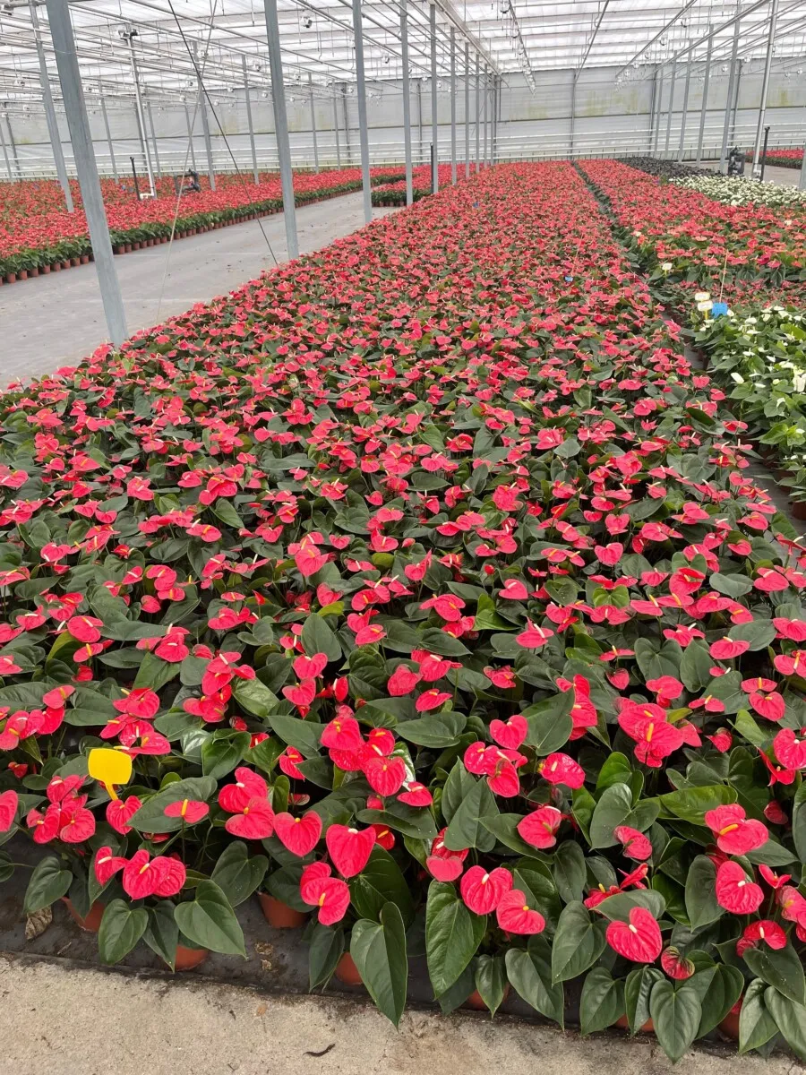 XL-Bloom YoungPlants XL.151 Easy Red plant eetbaar