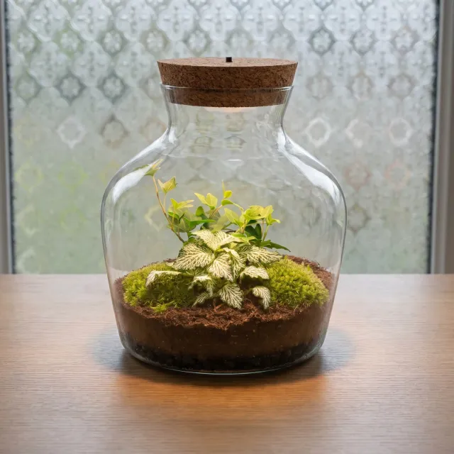 Urbanjungl Little Joe Terrarium met licht Ø20 cm