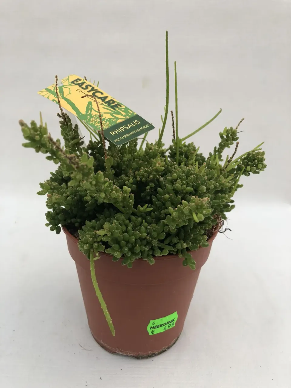 Tuincentrum Heerdink Rhipsalis mesembryanthemoides koraalcactus hangplant