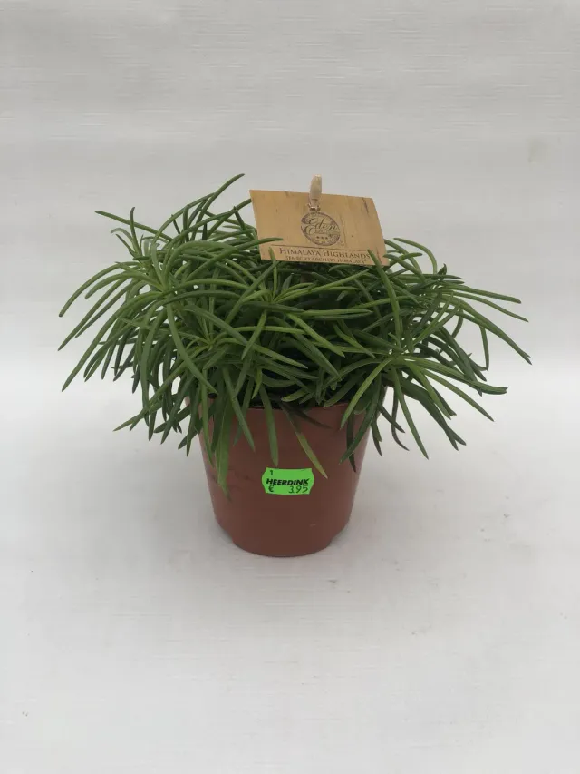 Tuincentrum Heerdink Himalaya senecio kamerplant groen
