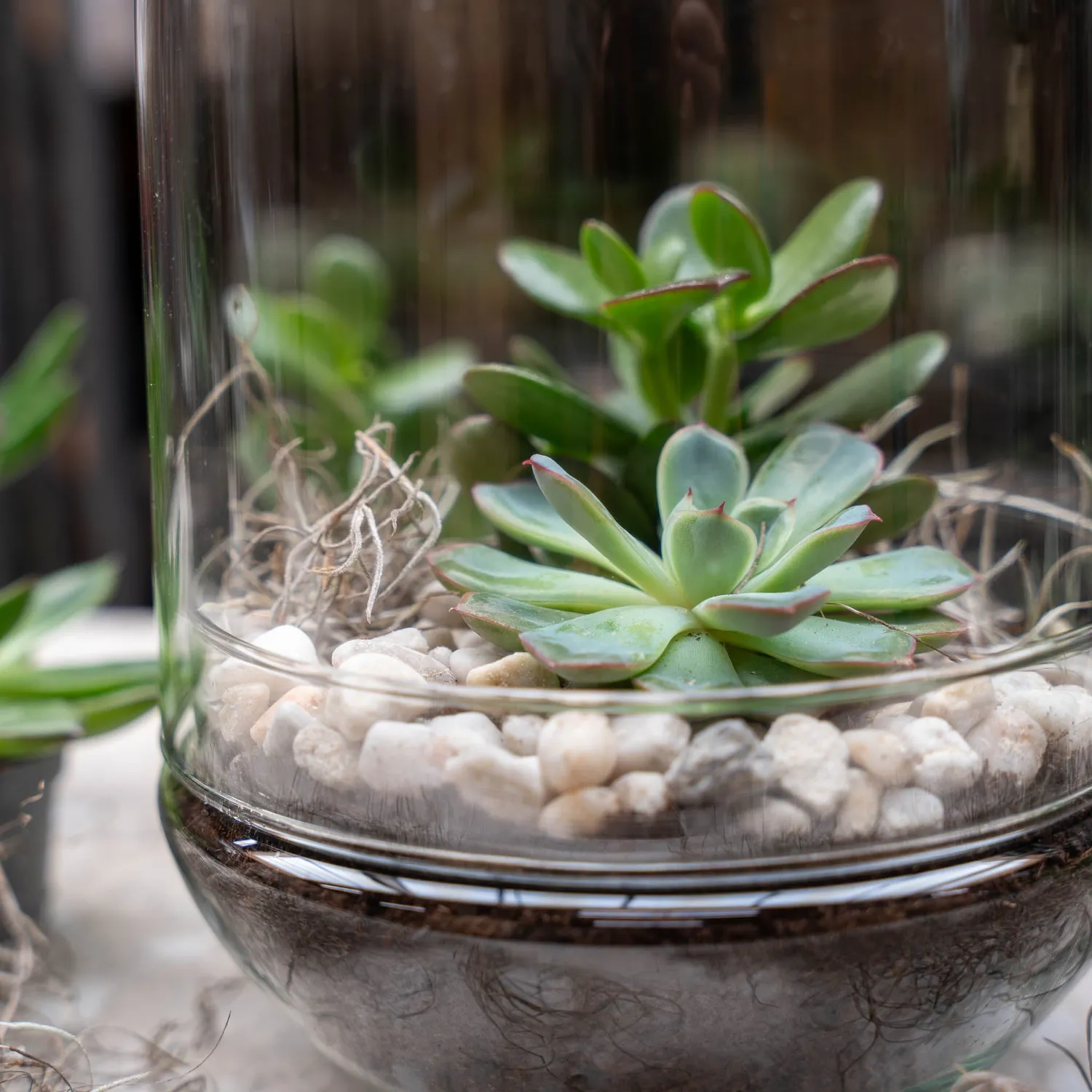 Urbanjungl Egg XL terrarium DIY kit 2 succulenten