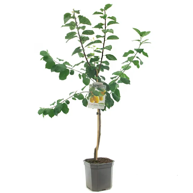 Prunus Reine Claude d'Oullins gele pruimenboom