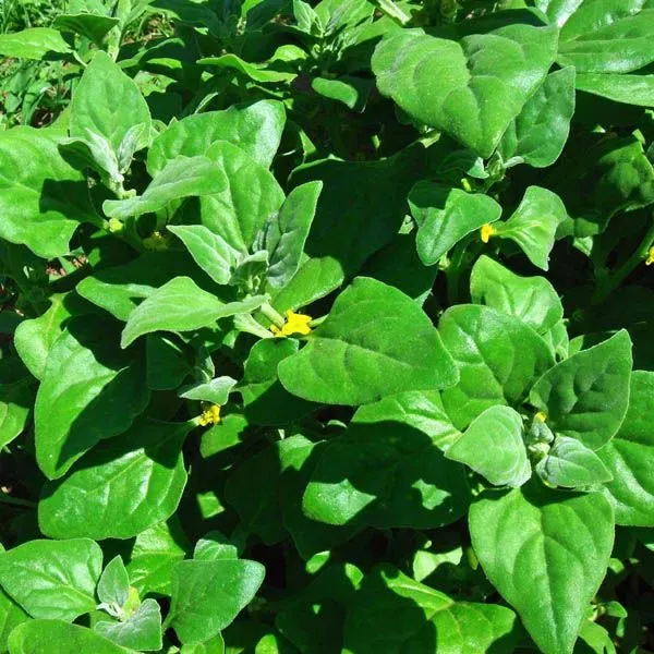 The Natural World Nieuwzeelandse spinazie groenteplant