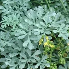The Natural World Ruta wijnruit plant P9 blauw blad