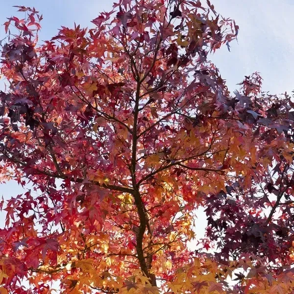 Tuincentrum Heerdink amberboom sierboom ca. 250cm herfst