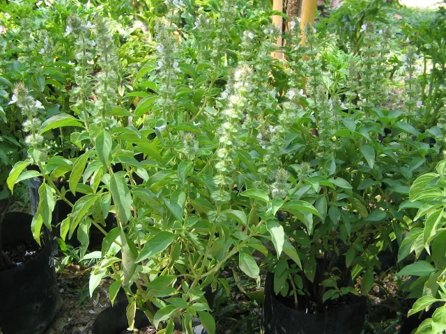The Natural World Ocimum Kemangi basilicumplant eetbaar