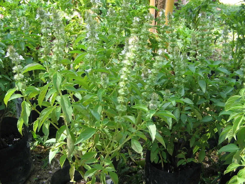 The Natural World Ocimum Kemangi basilicumplant eetbaar