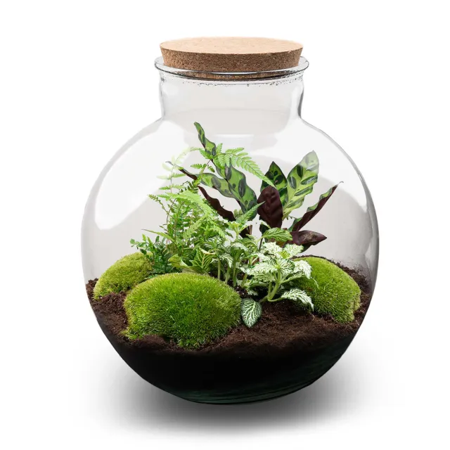 Urbanjungl Bolder Bob planten terrarium DIY kit 31 cm