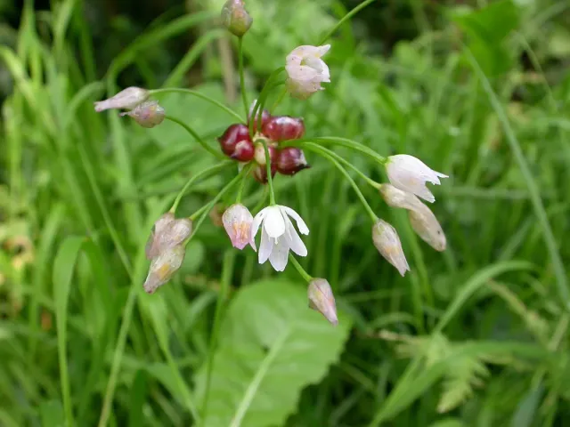 The Natural World Allium oleraceum ui P9 moestuin