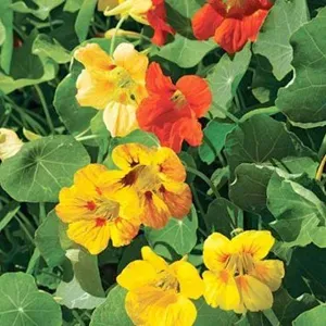 The Natural World Tropaeolum Glorious Gleam eetbare bloem