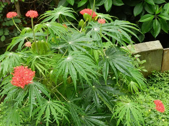 The Natural World Jatropha multifida kuipplant rood