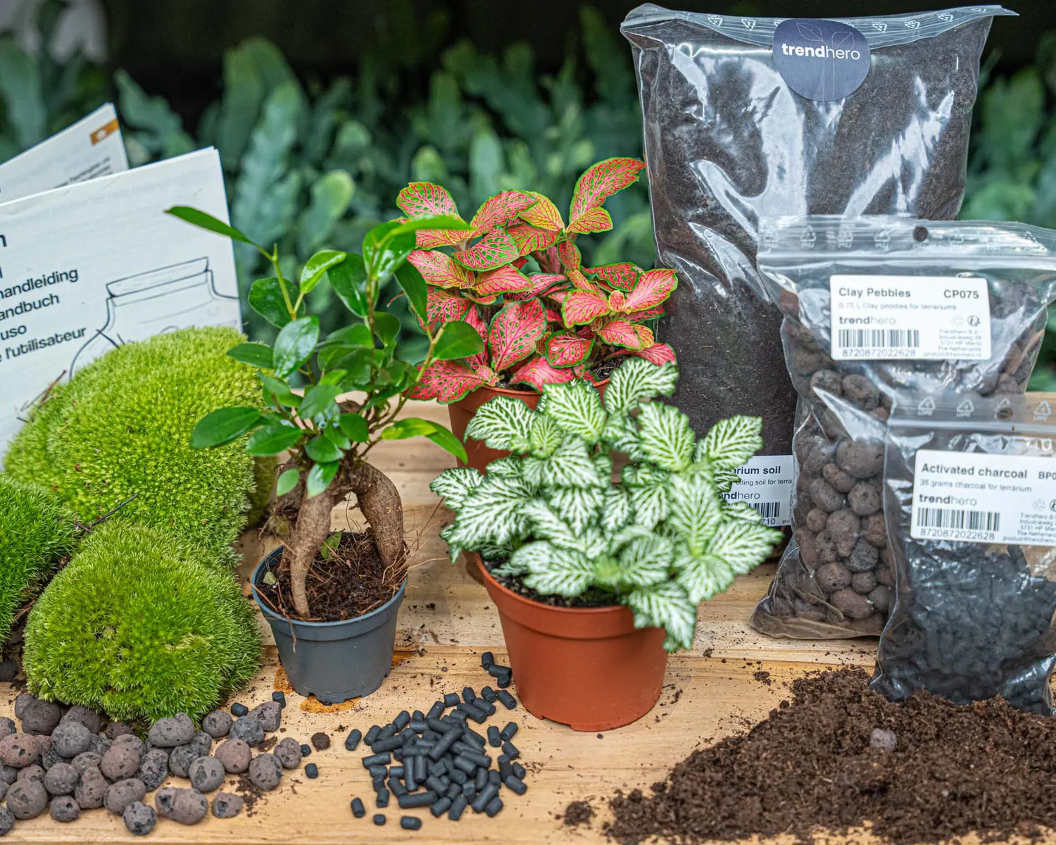 Urbanjungl Bonsai Ficus Ginseng Startpakket 3 planten L/XL