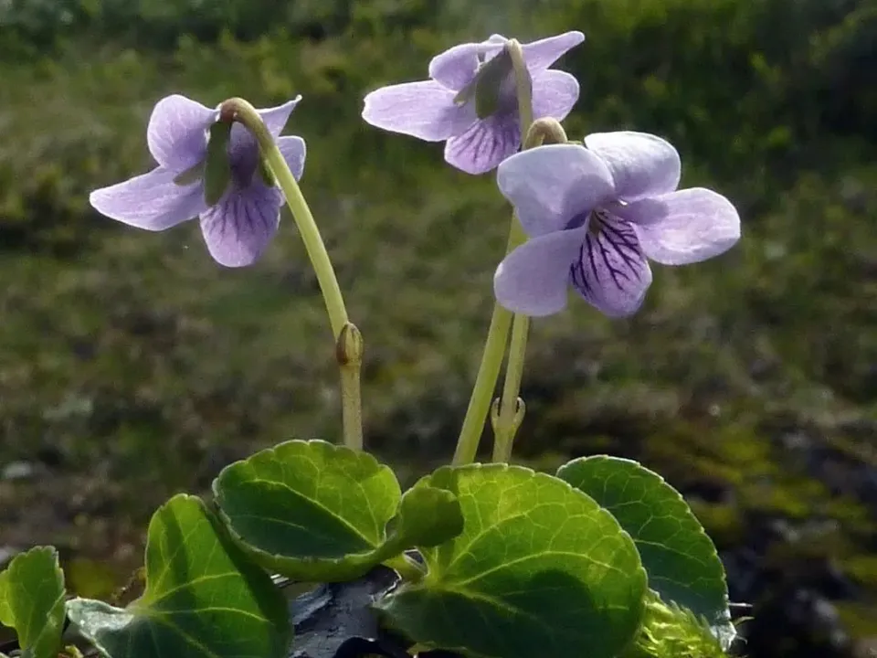 The Natural World Viola palustris moerasviooltje P9