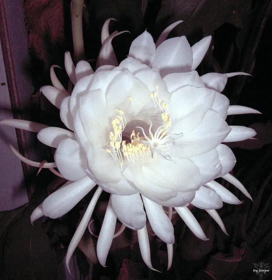 The Natural World Epiphyllum oxypetalum cactus nachtbloeier