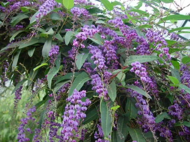 The Natural World Hardenbergia Happy Wanderer klimplant