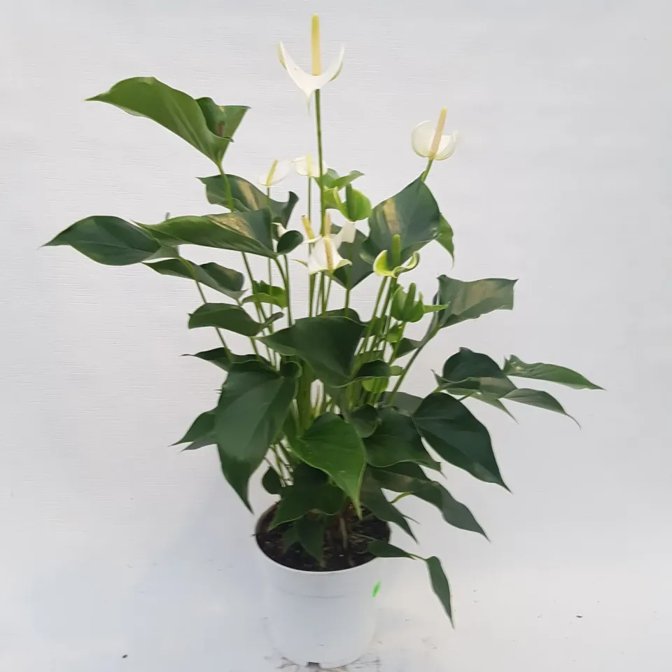 Tuincentrum Heerdink Anthurium White Champion flamingoplant 60cm