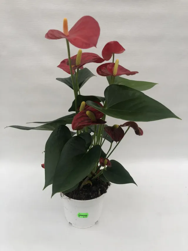 Tuincentrum Heerdink Anthurium Red Champion kamerplant rood