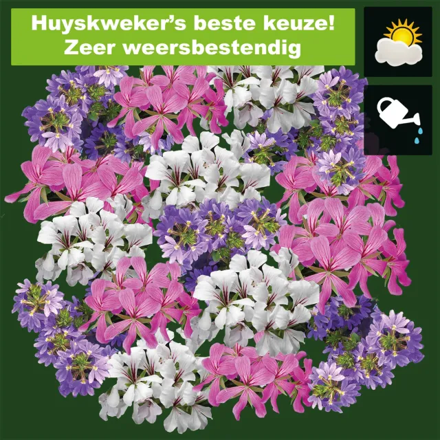 Huyskweker Gameren Orkaan Rose V60 bloembak 60 cm roze