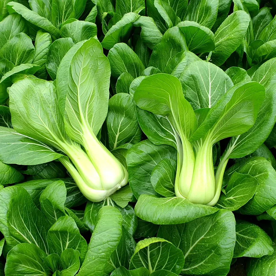 The Natural World Paksoi Green F1 groenteplant snelgroeiend