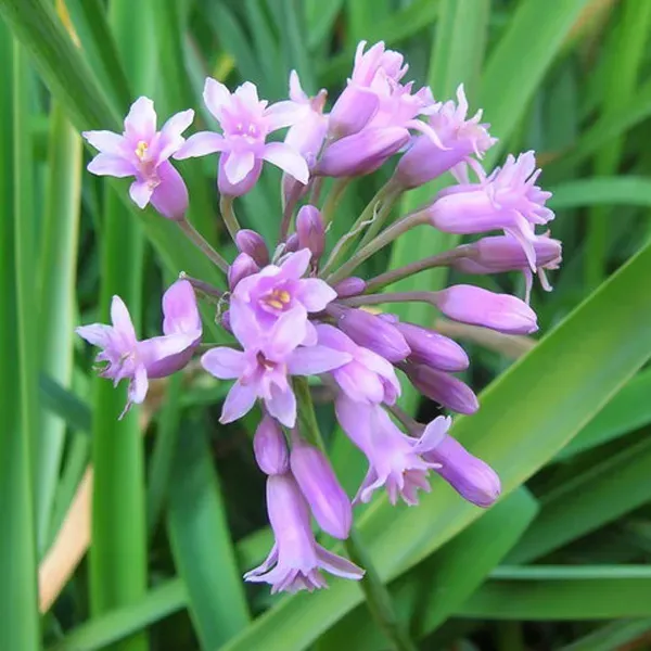 The Natural World Tulbaghia simmleri knoflookplant P9 roze