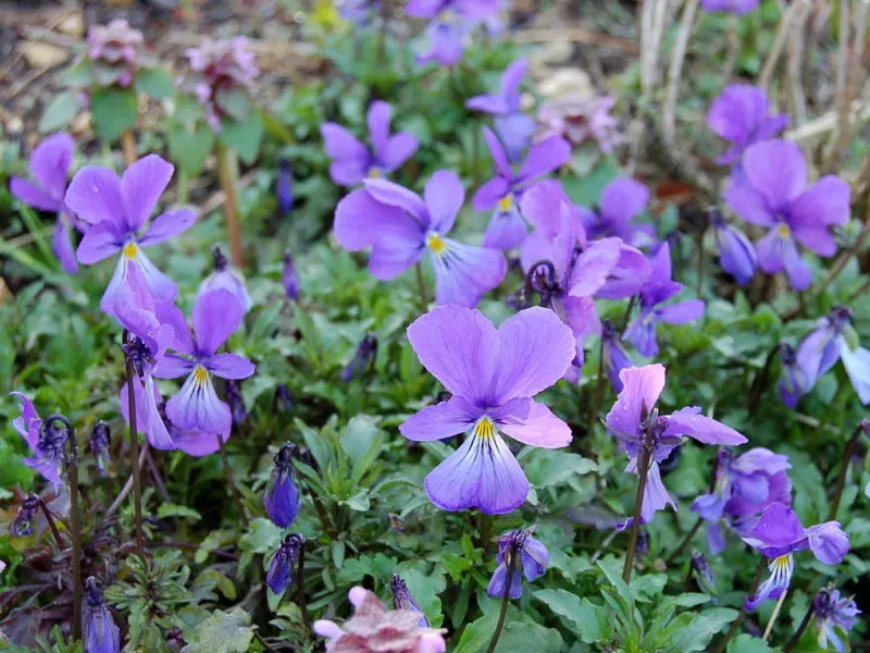 The Natural World Viola corsica viooltje plant P9 eetbaar