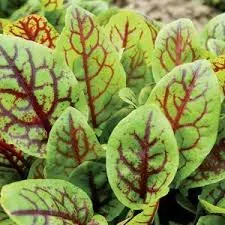 The Natural World Rumex sanguineus bloedzuring P9