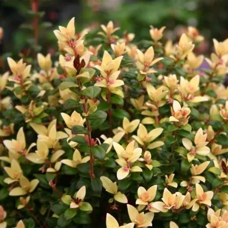 The Natural World Ugni Butterball guave plant eetbaar