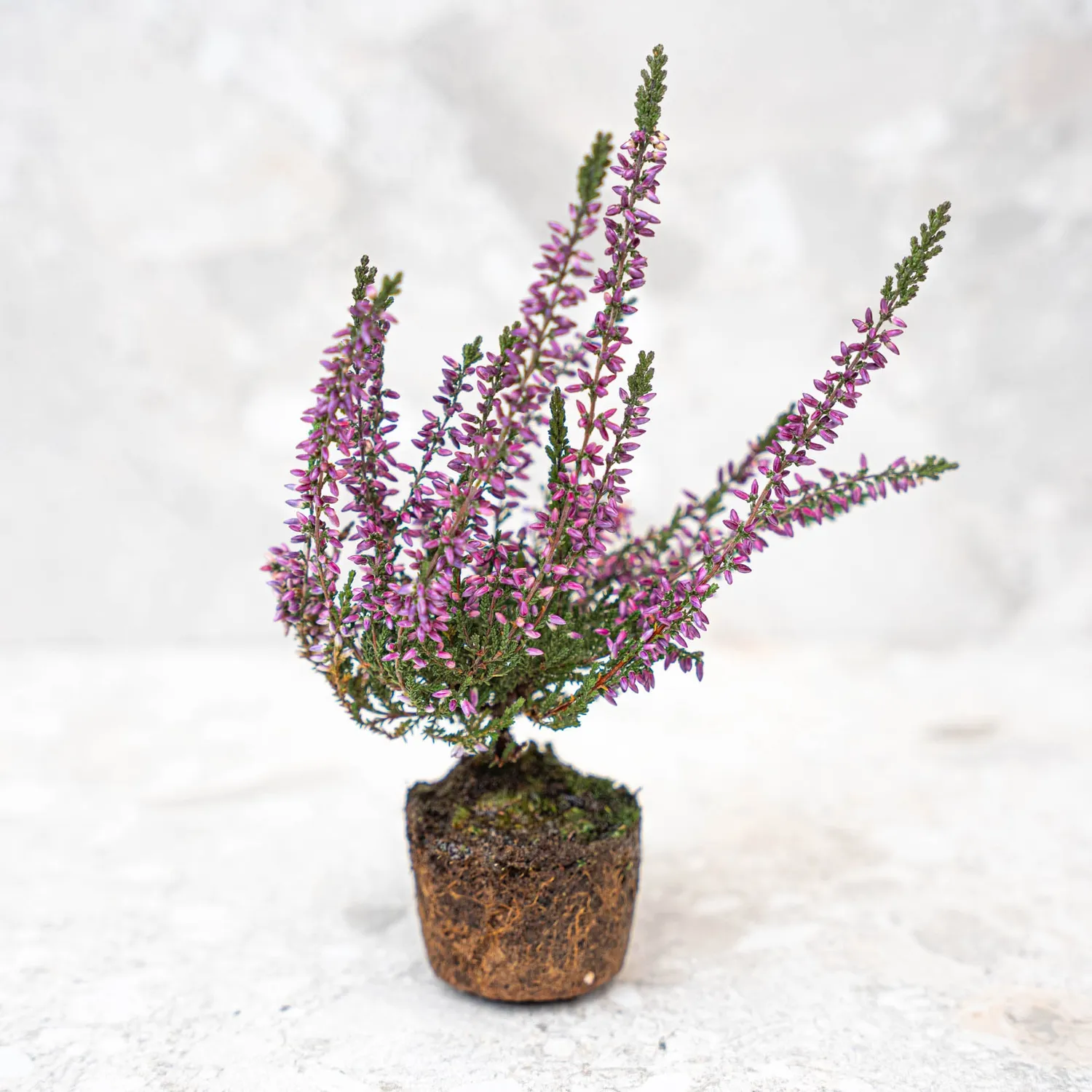 Urbanjungl Callu Nova Calluna vulgaris mini plant