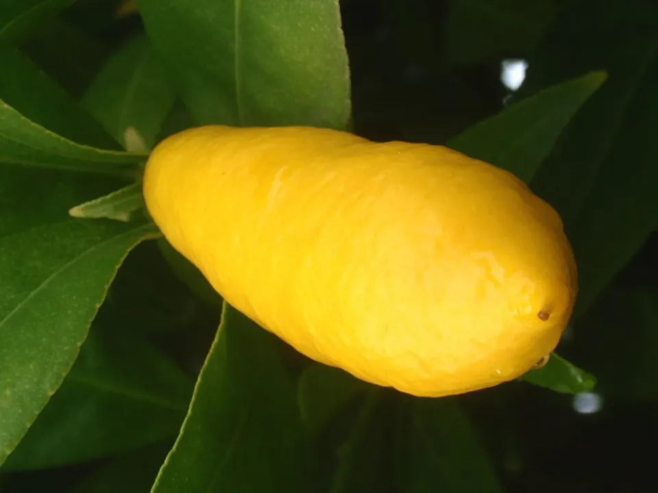 The Natural World Citrus Tavares limequat fruitboom zoetzuur