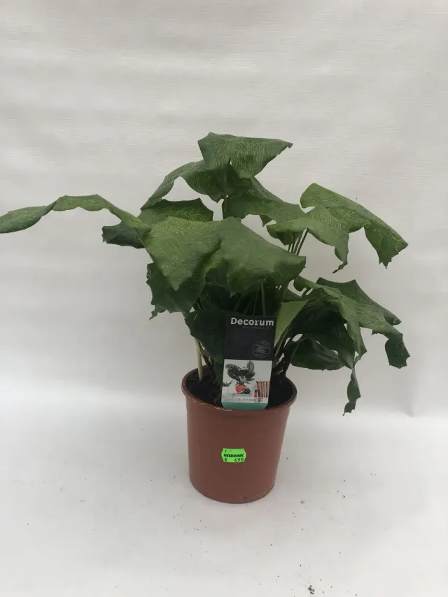 Tuincentrum Heerdink Calathea musaica kamerplant groen