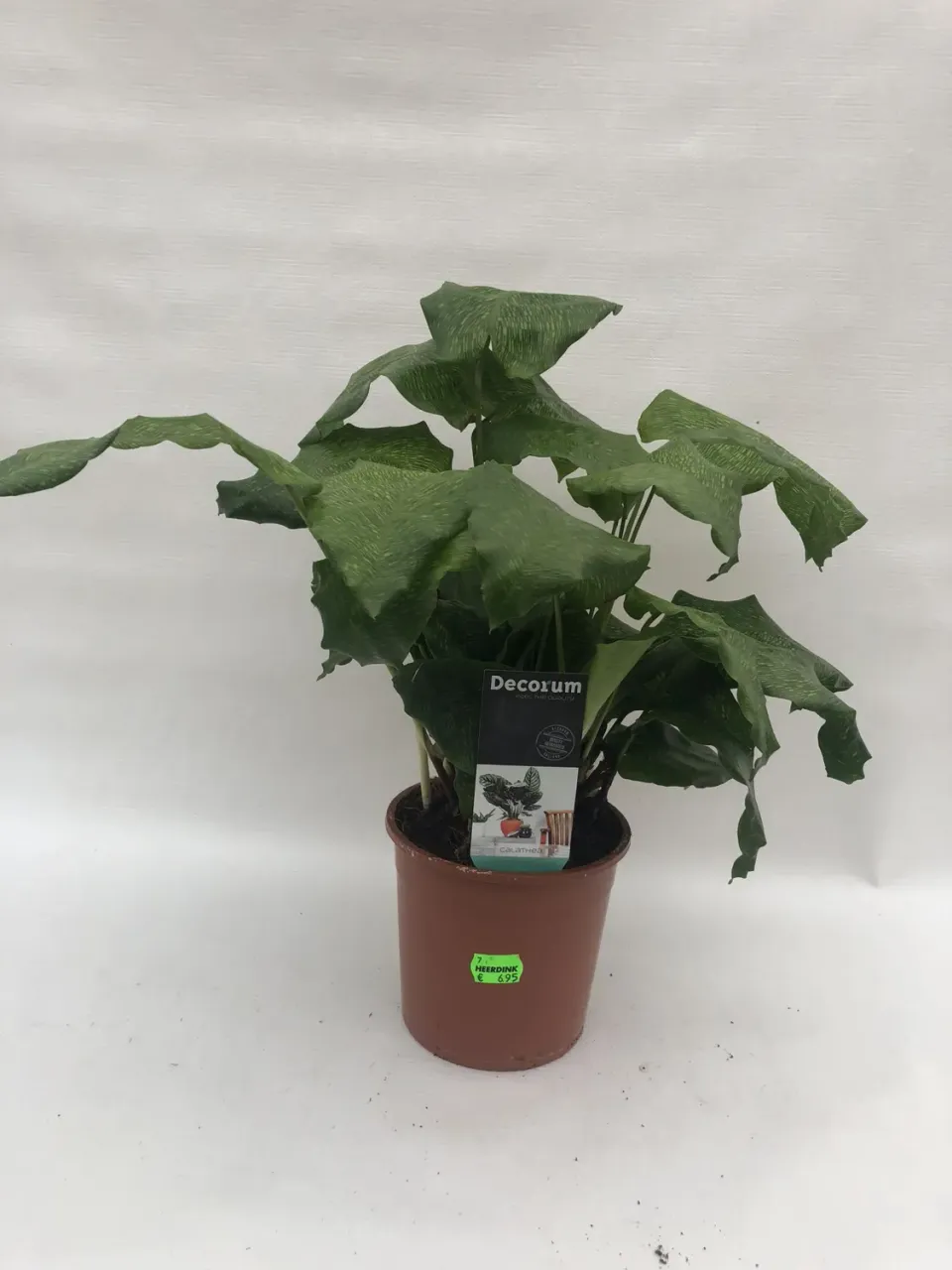 Tuincentrum Heerdink Calathea musaica kamerplant groen