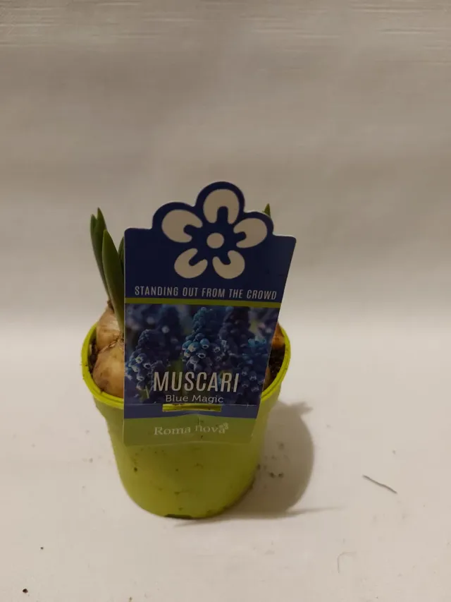 Tuincentrum Heerdink Blue Magic blauwe druifjes 11 cm
