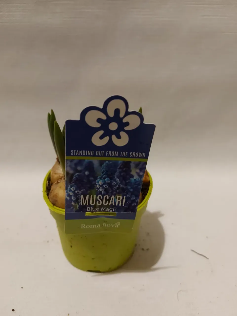 Tuincentrum Heerdink Blue Magic blauwe druifjes 11 cm