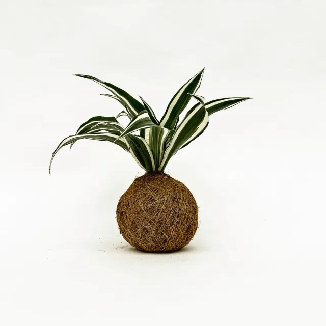 House of Koko Green White kokedama zonder schaaltje