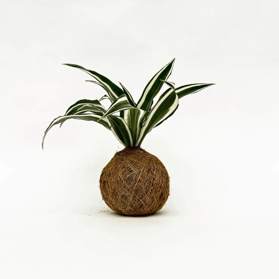 House of Koko Green White kokedama zonder schaaltje