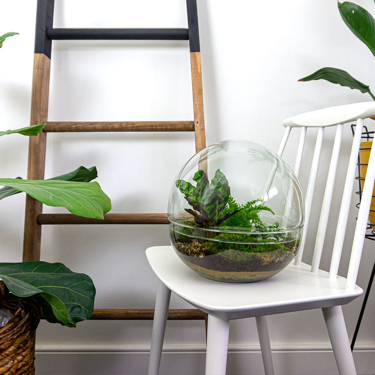 Urbanjungl Dome XL planten terrarium DIY kit 28 cm stolp