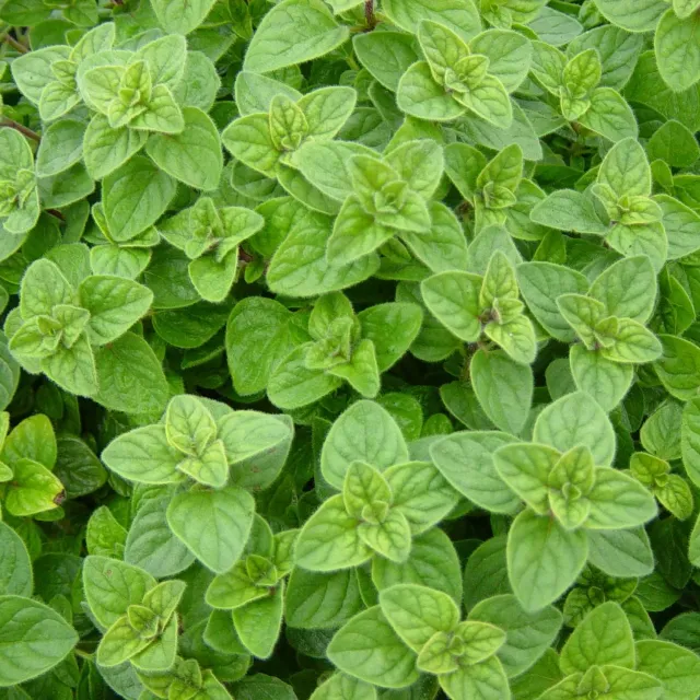 The Natural World Origanum hirtum oregano plant P9