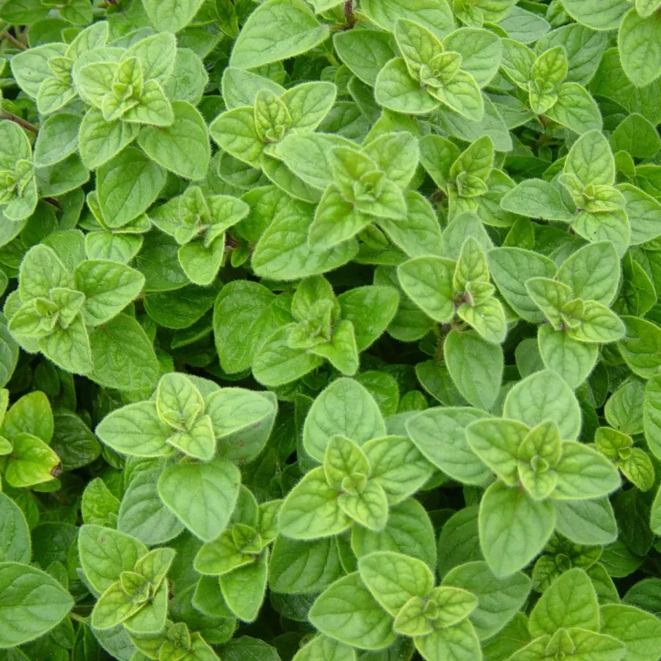 The Natural World Origanum hirtum oregano plant P9