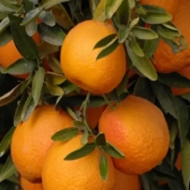 The Natural World Oroval clementine citrusboom zoet