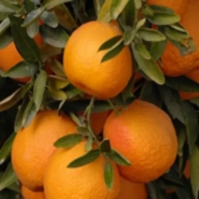The Natural World Oroval clementine citrusboom zoet