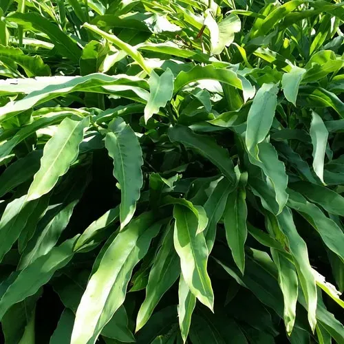 The Natural World Elettaria cardamomum plant P9 kardemom