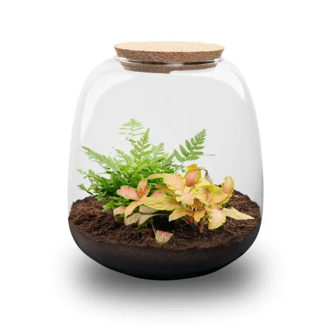 Emma Mini terrarium DIY kit Fittonia 19 cm met kurk