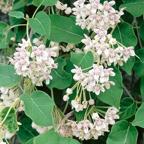 The Natural World Dregea sinensis klimplant wit