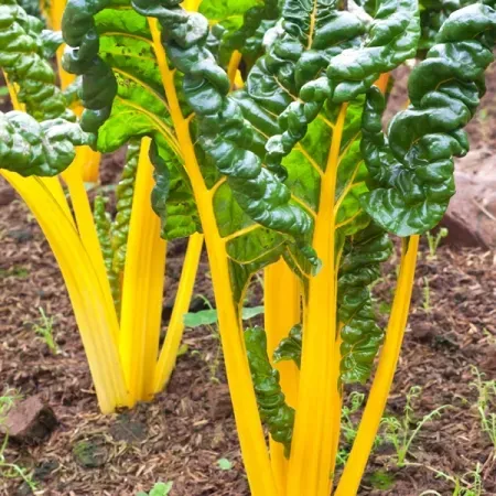 The Natural World Snijbiet Gele moestuinplant geelsteel